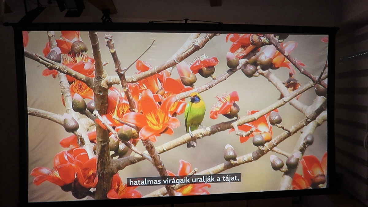a bird on a tree branch with flowers Wanbo Mozart 1 Pro projektor teszt